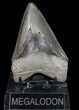 Serrated, Fossil Megalodon Tooth - Georgia #80094-1